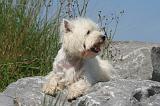 WESTIE 369